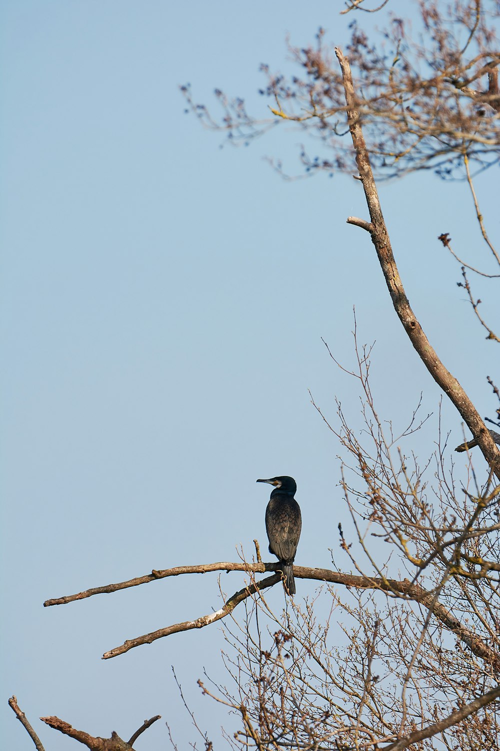 a bird sitting on a tree branch