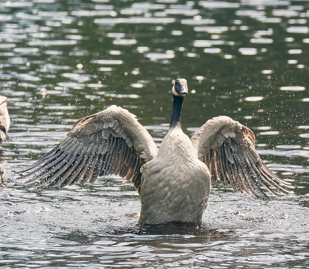 a couple of geese in the water