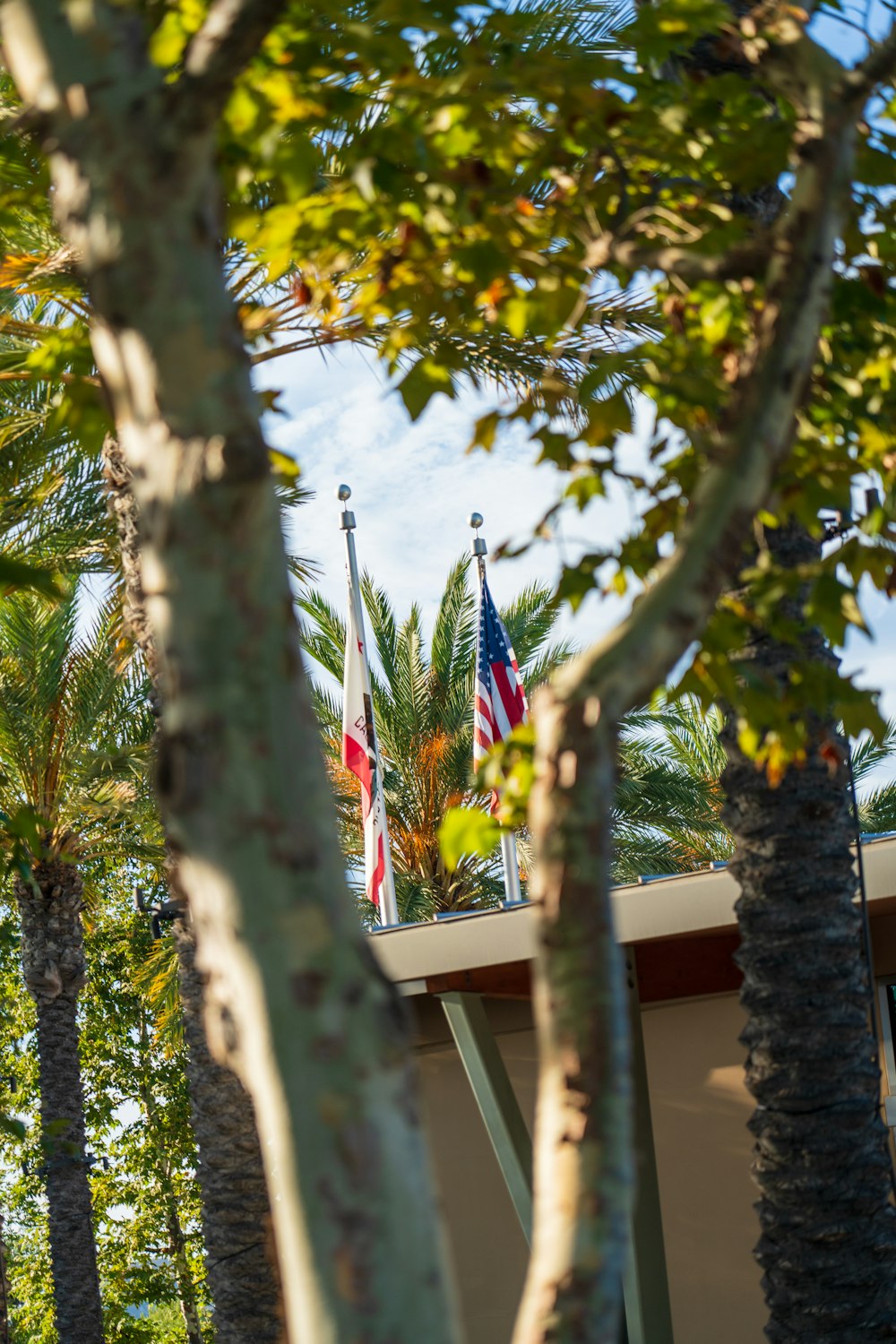 a group of flags on a tree