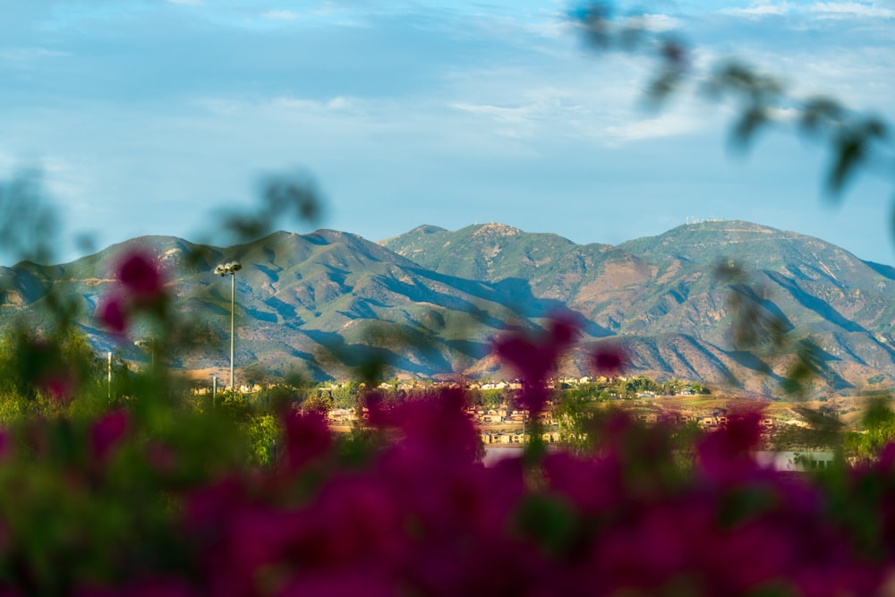 a field of flowers with mountains in the background