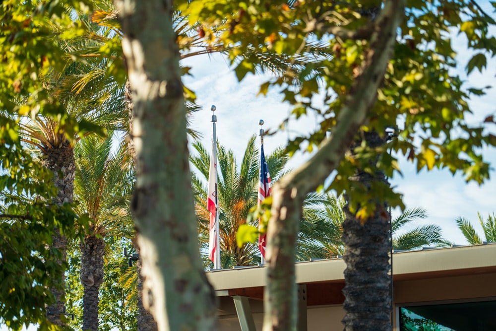 a group of flags from a tree