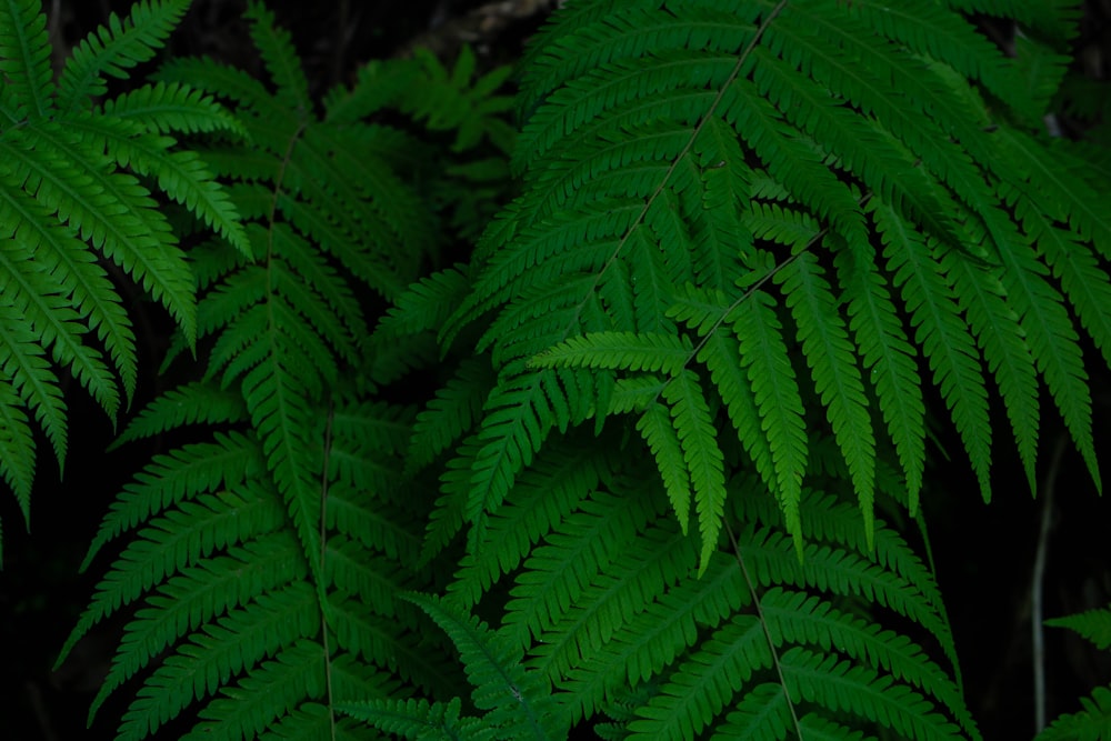 a close-up of some leaves