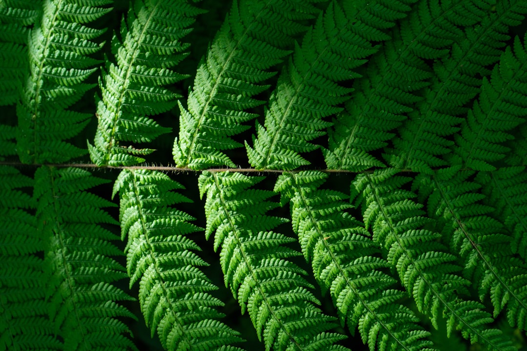 Forest photo spot Salak Semarang