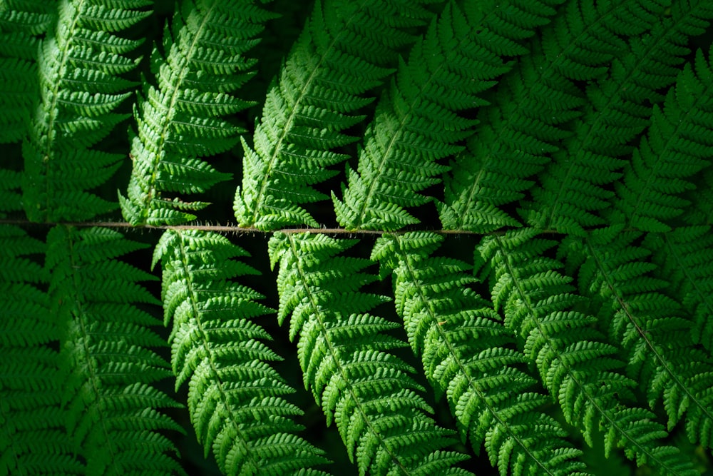 a close-up of some leaves