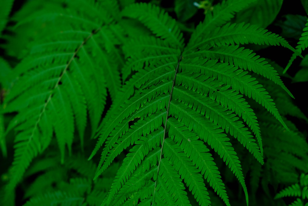 a close up of a leaf