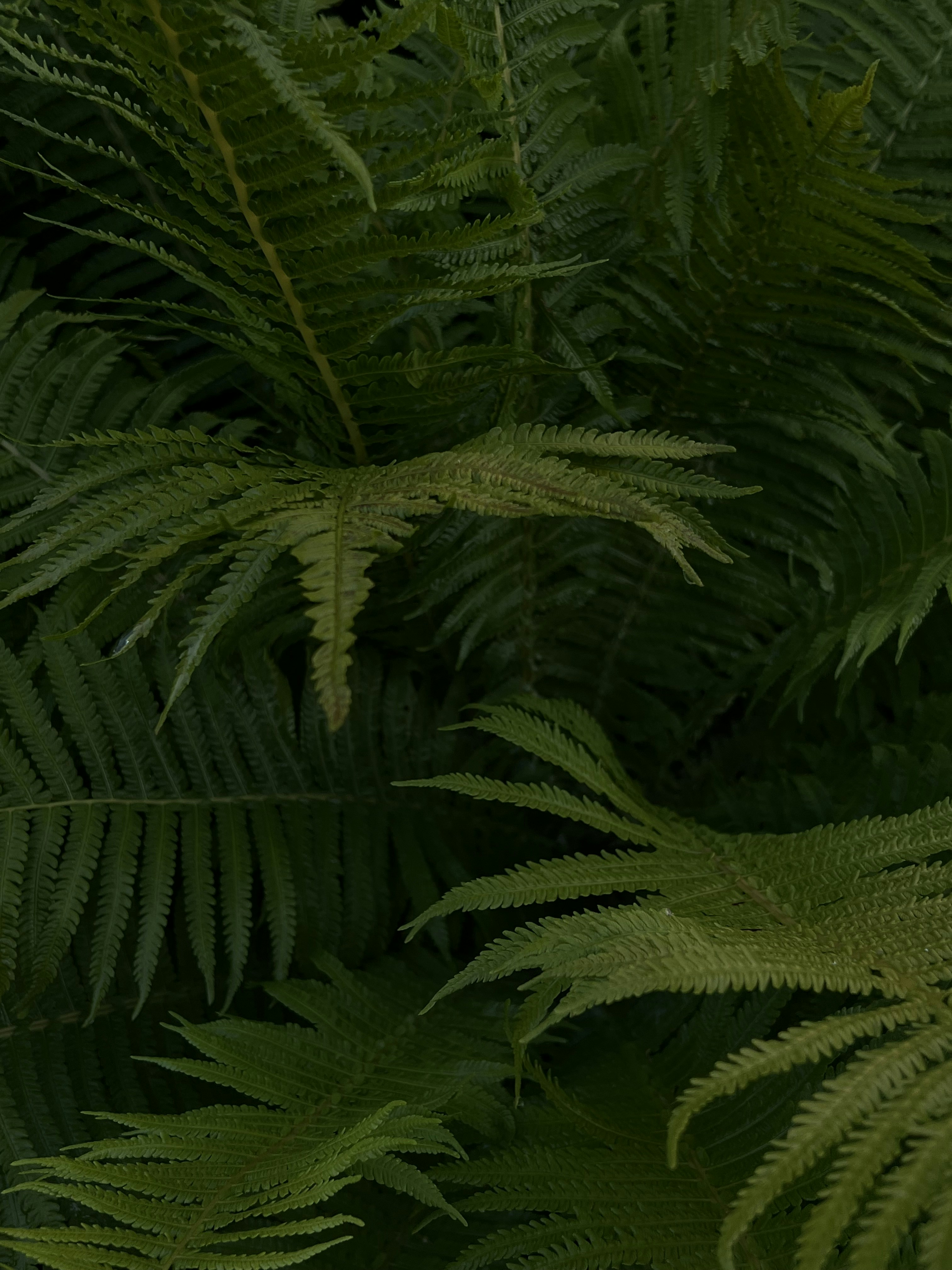 Photo by midnightmoonlight