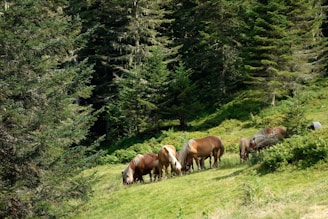 horses grazing in the forest