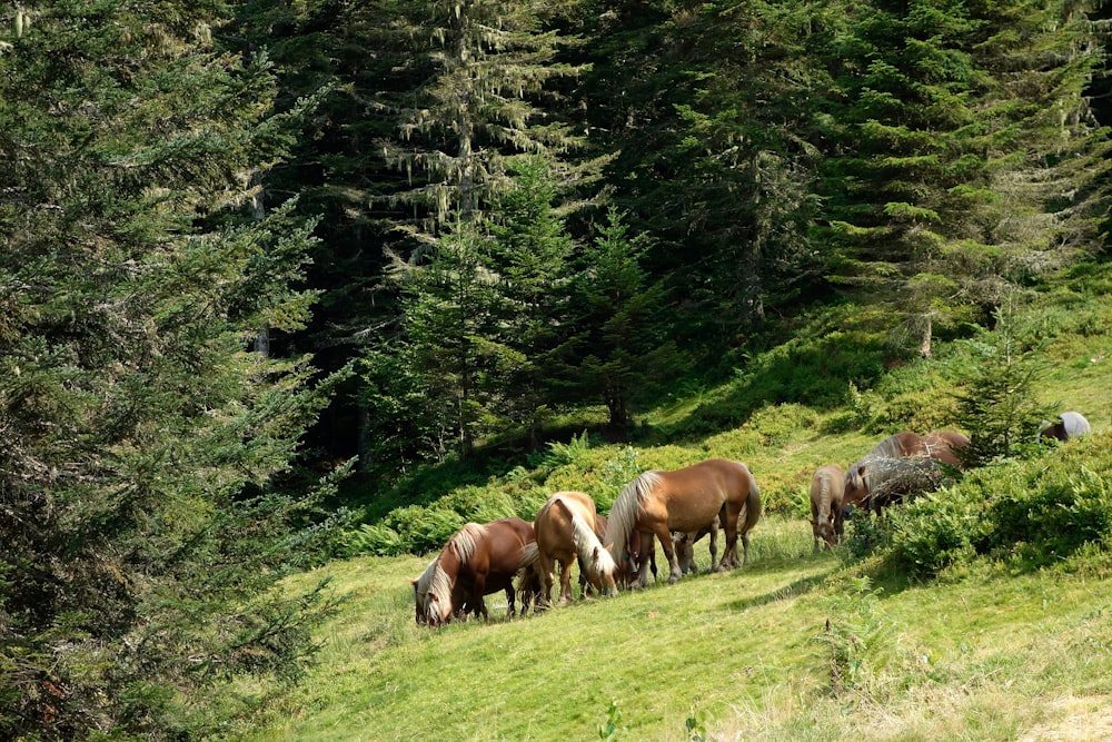 horses grazing in the forest