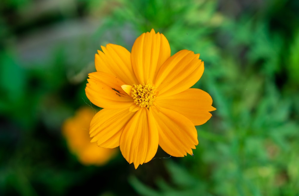 a yellow flower with green leaves