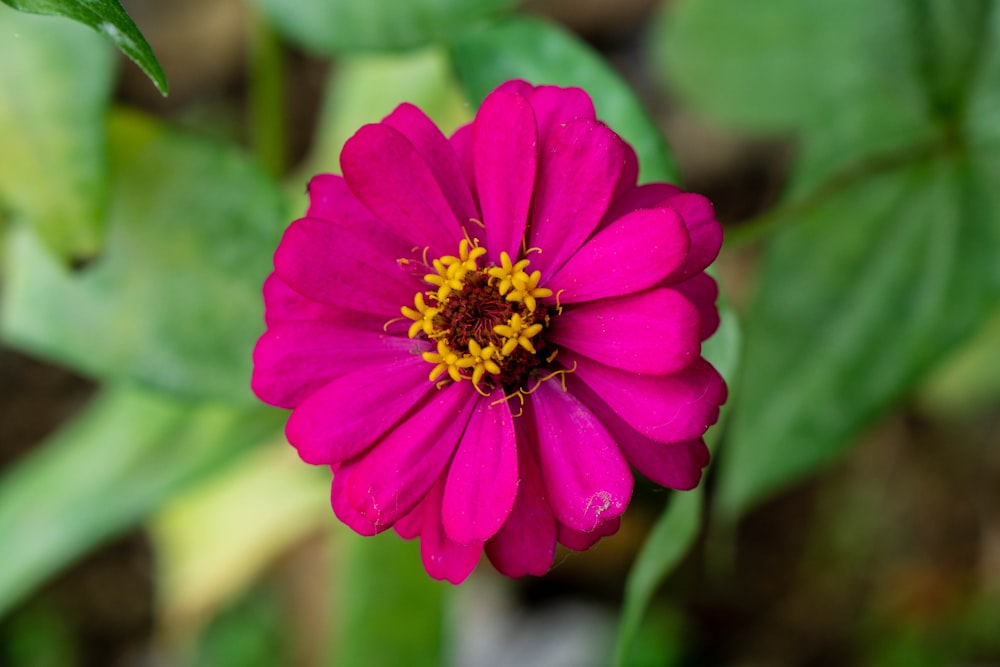 a pink flower with green leaves