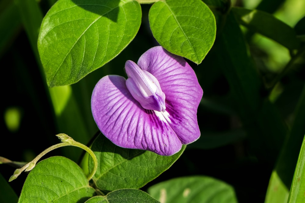 a purple flower on a plant