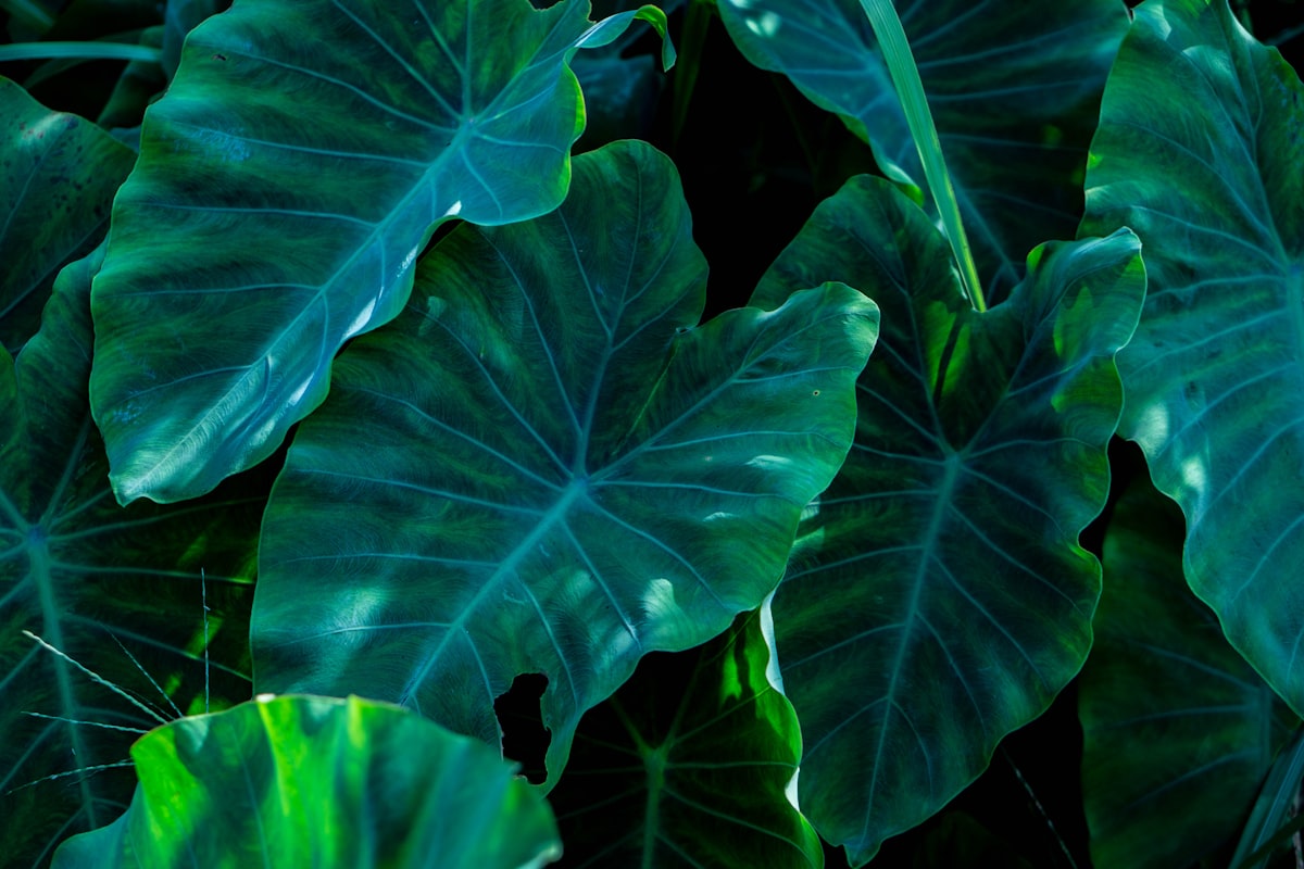 アロカシア・ハートバルーン ピンク斑入り｜Alocasia 'Heart Balloon Pink Variegated' 図鑑