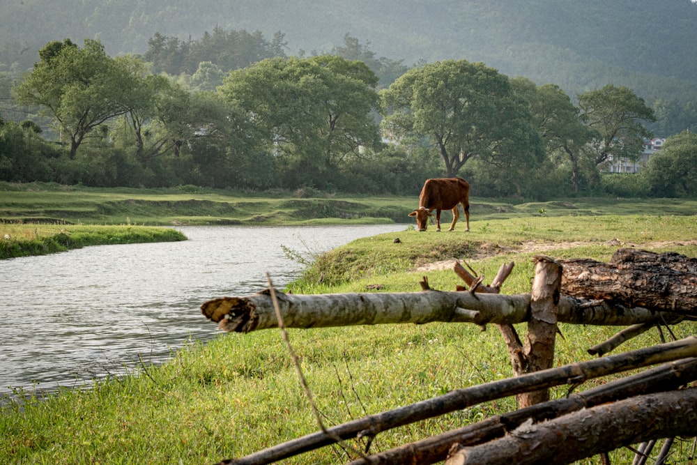 a cow grazing by a river