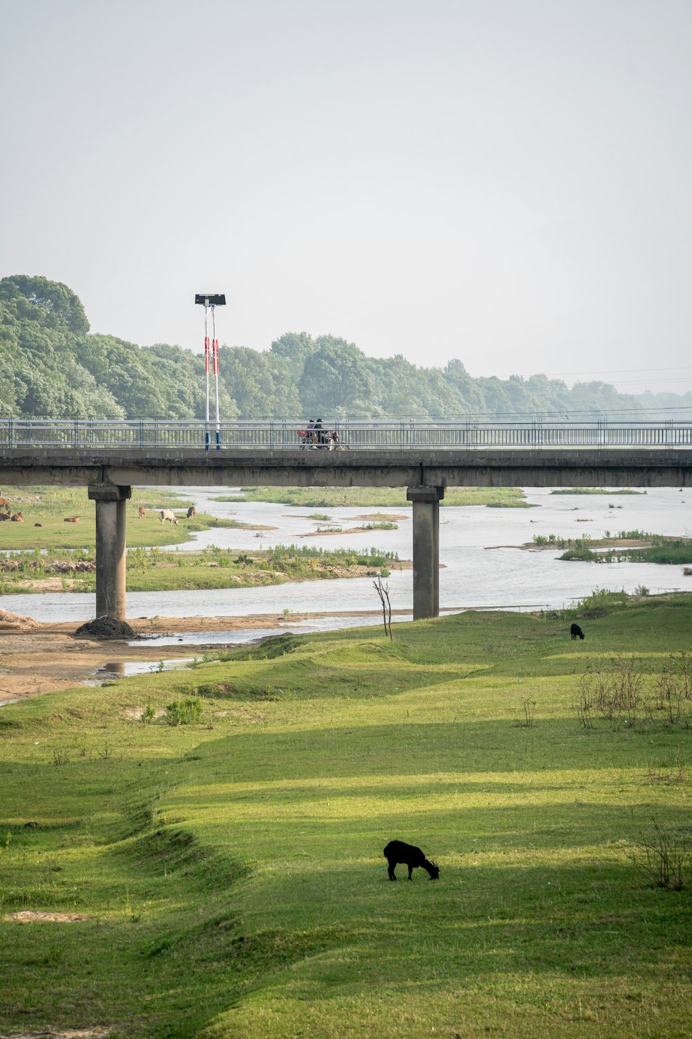 a dog on a grassy field with a bridge in the background