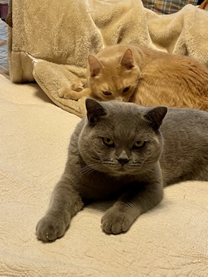 A calm beige British Shorthair cat resting on a soft blanket.