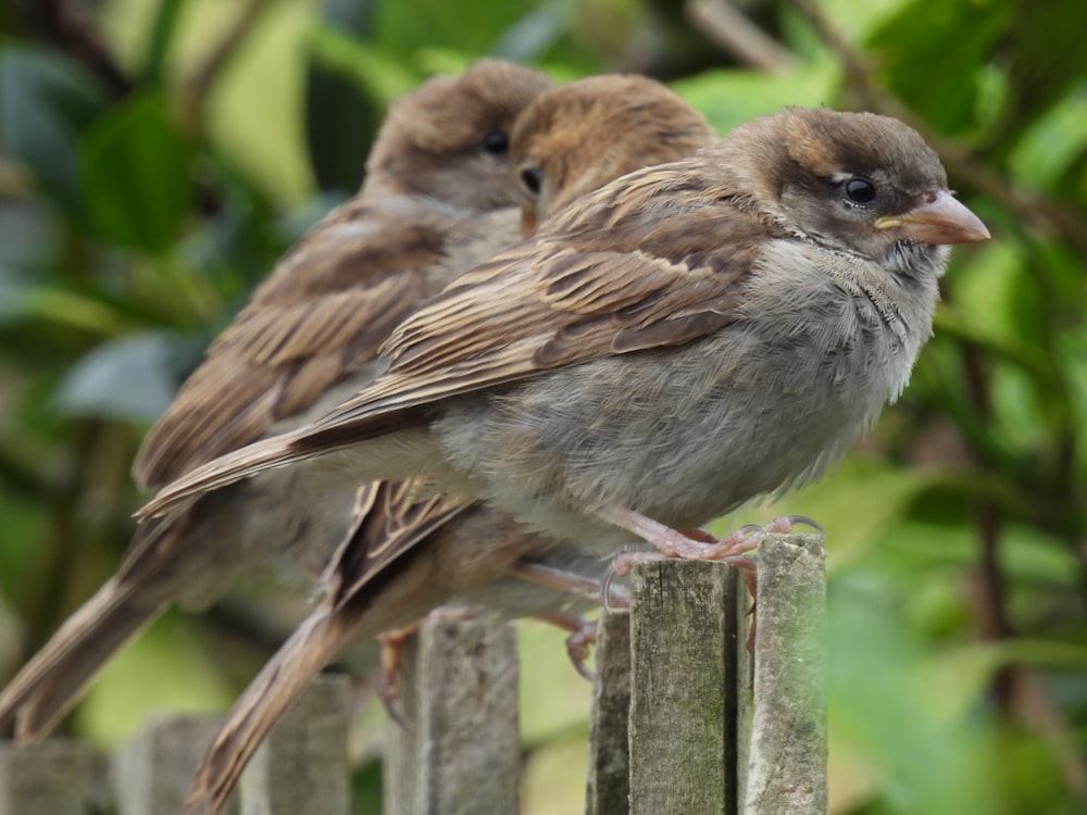 a couple of birds sitting on a fence