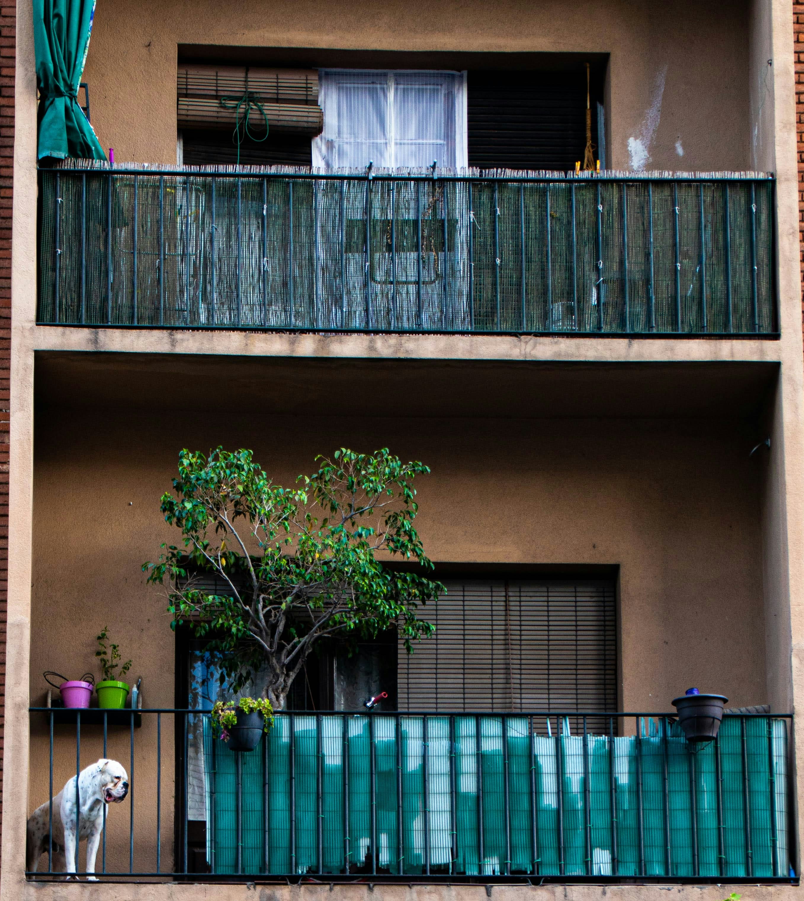 a dog on a balcony