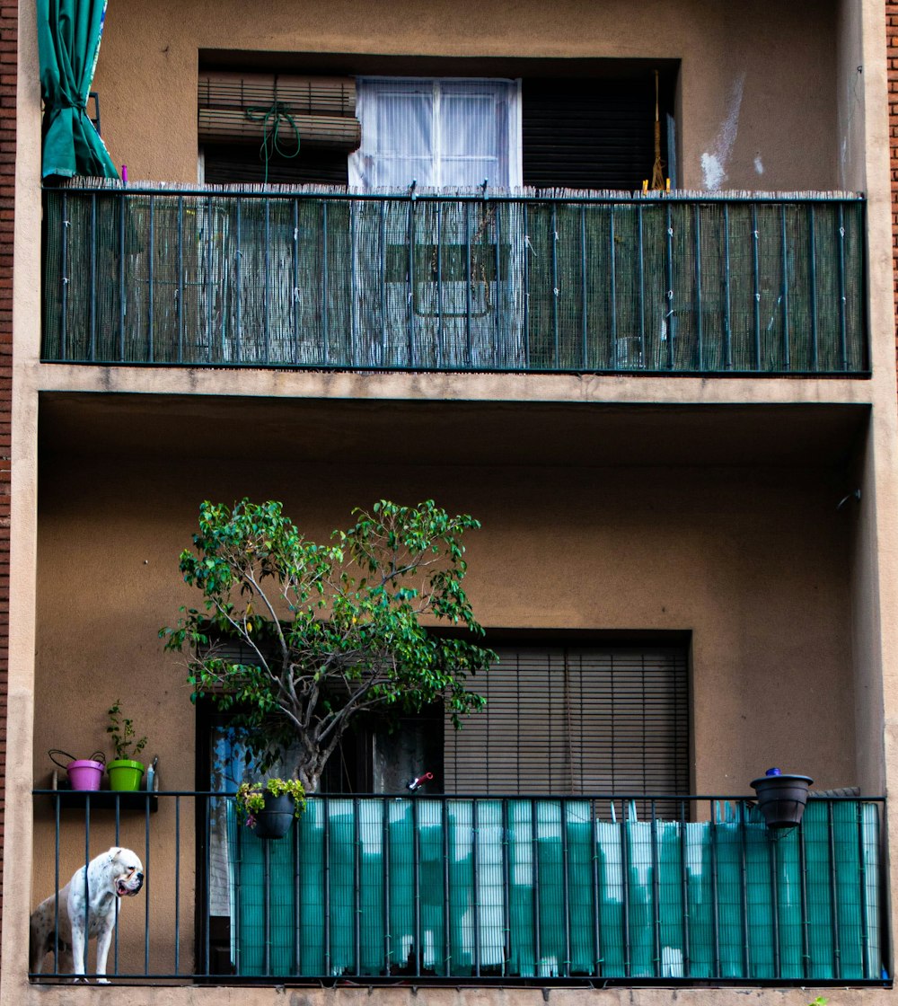a dog on a balcony