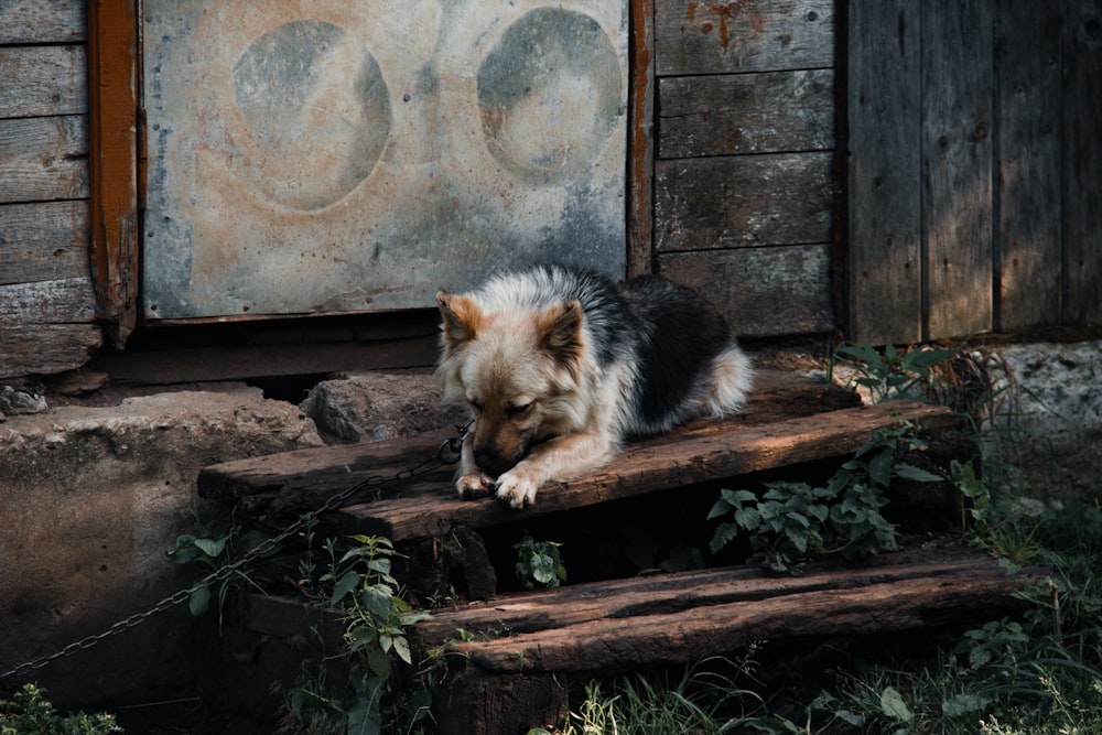 a dog lying on a log