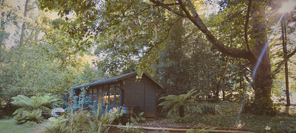 A cozy wooden cabin nestled among lush green trees under soft morning light.
