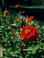 A close-up of vibrant flowers in full bloom.
