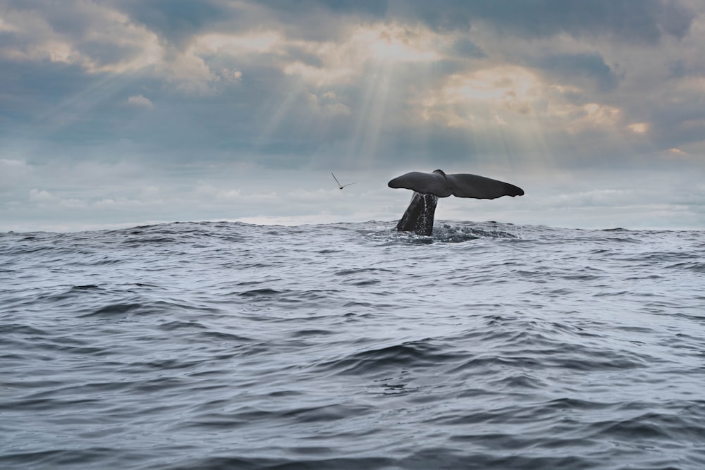 a whale jumping out of the water