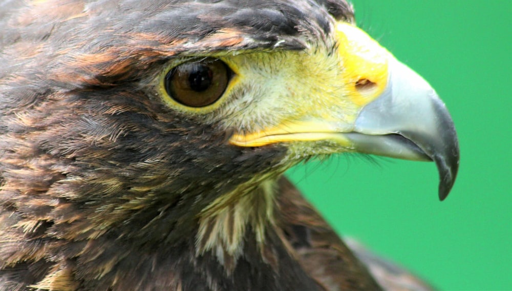 a close up of a bird