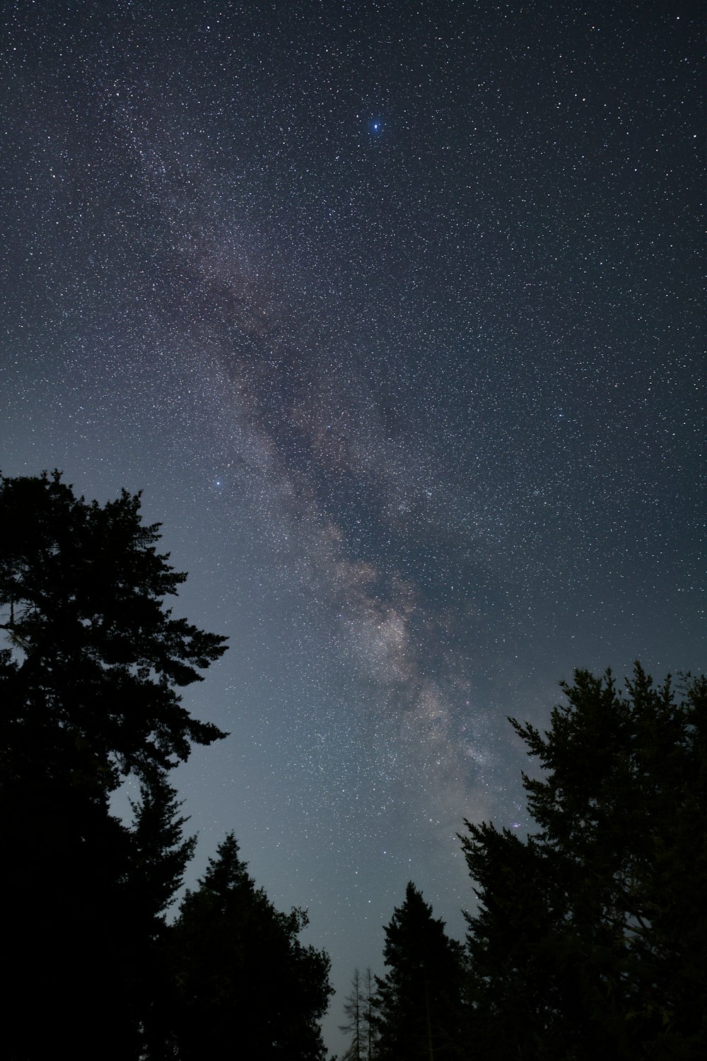 um céu noturno estrelado com árvores