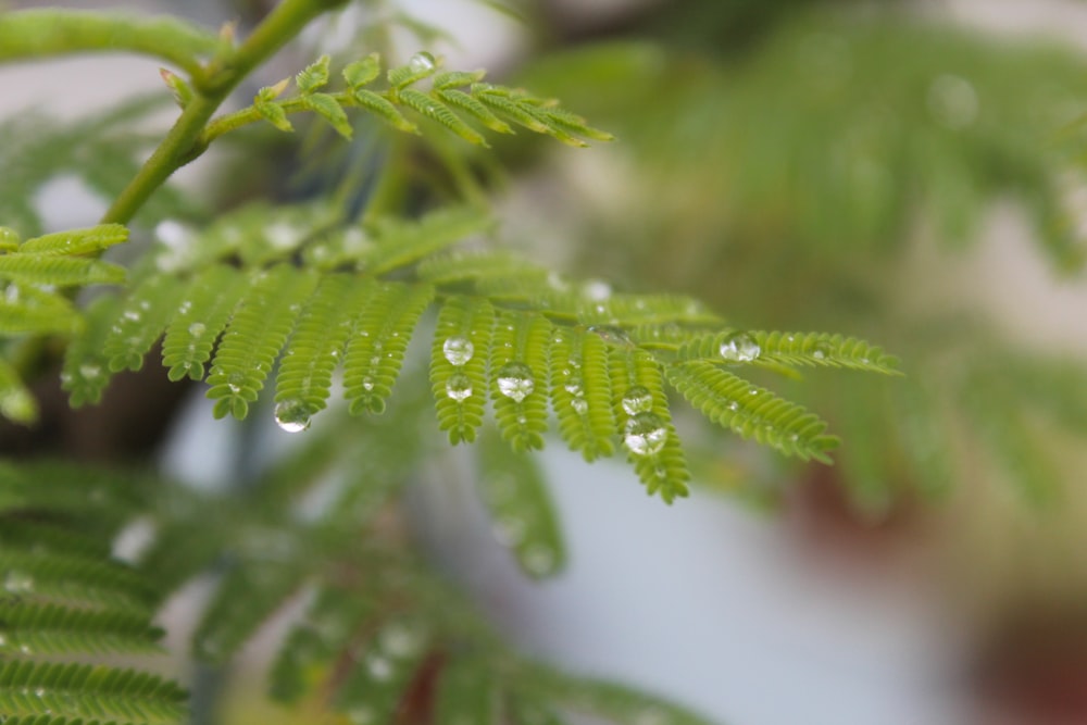 a close up of a leaf