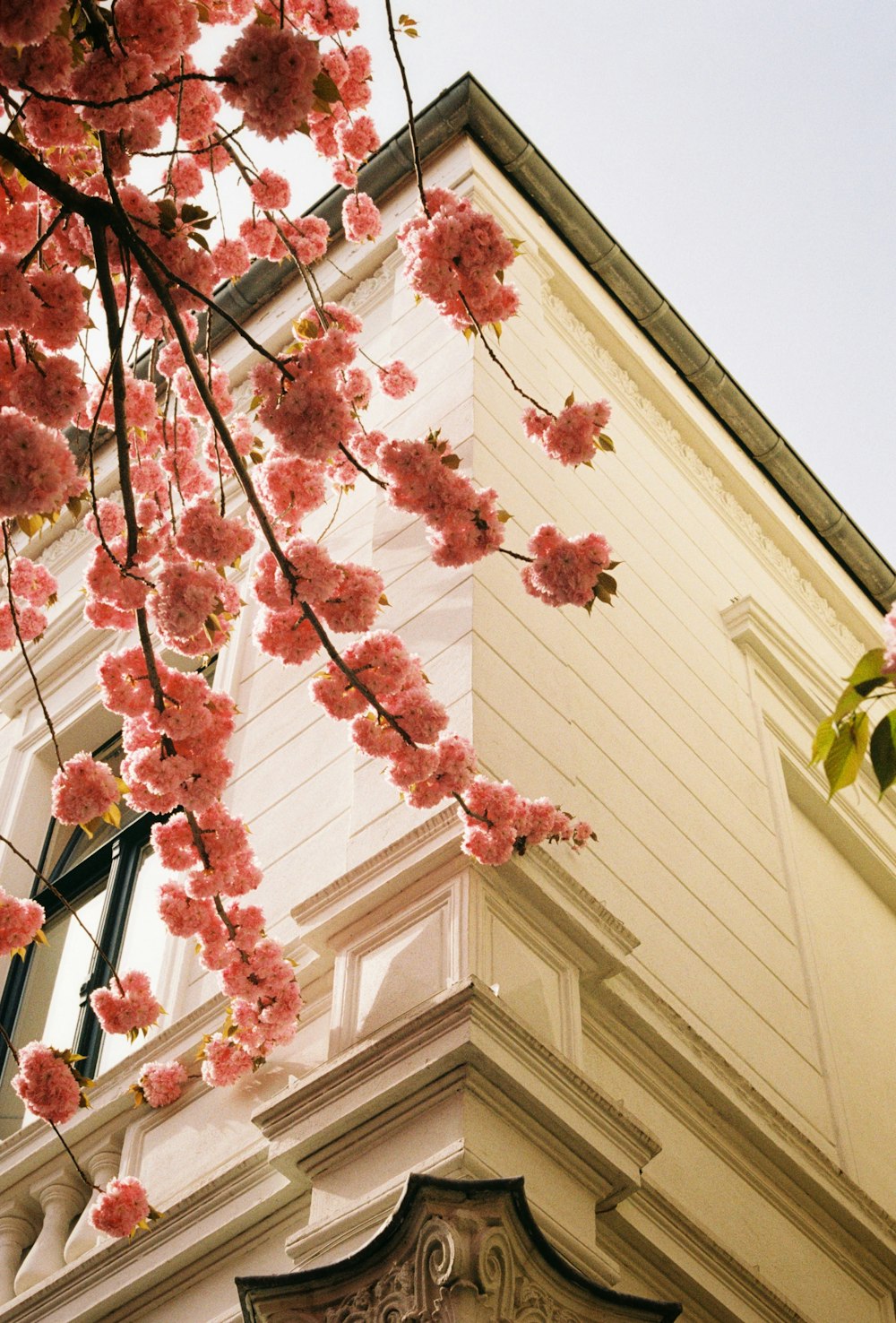 a tree with pink flowers