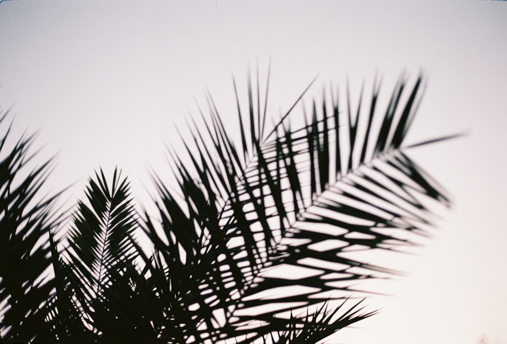 a close up of a plant