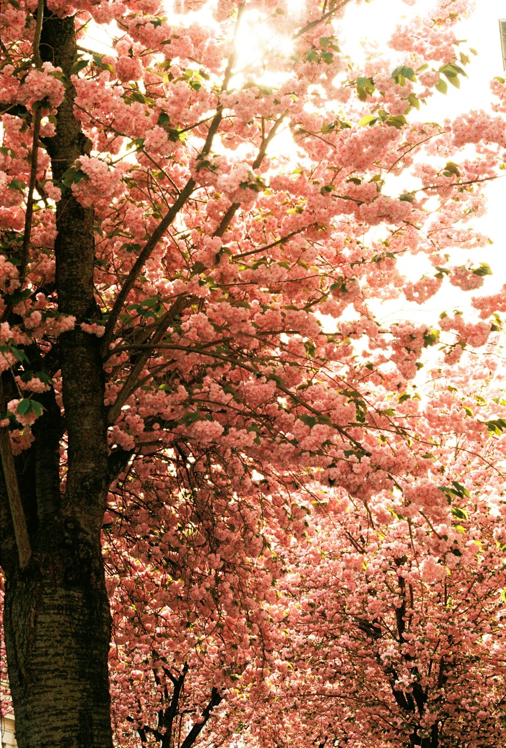 ピンクの花を持つ木
