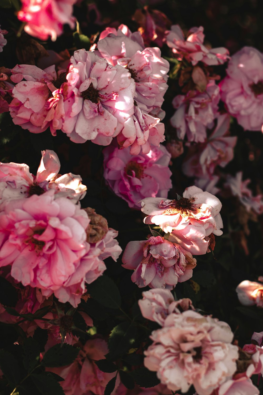 a group of pink flowers