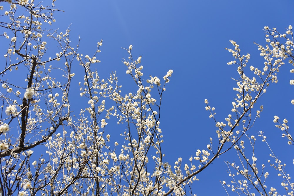 a tree with white flowers