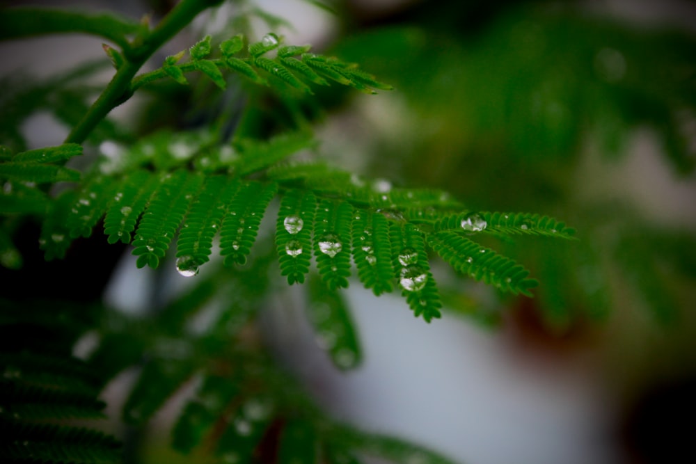 a close up of a leaf