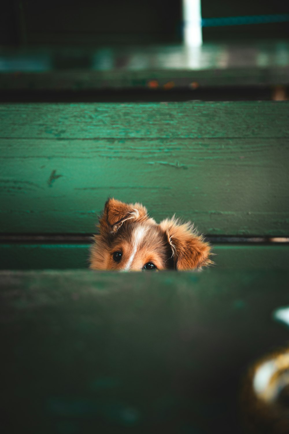 a dog looking over a fence