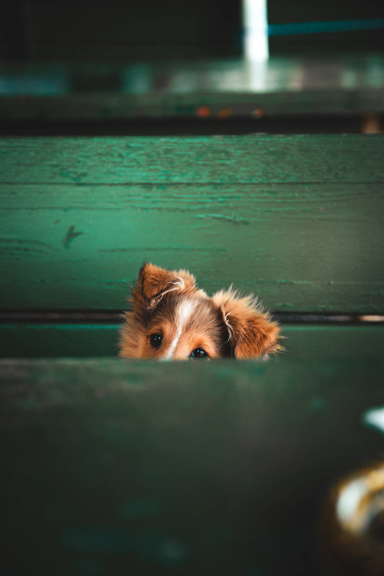 Dog looking over a secure outdoor fence