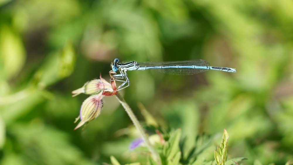 a dragonfly on a flower