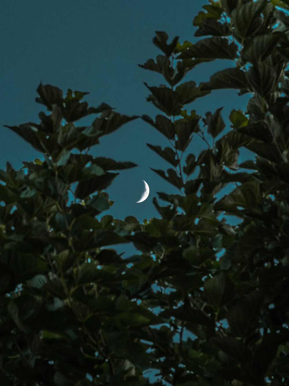 a tree with a moon in the background