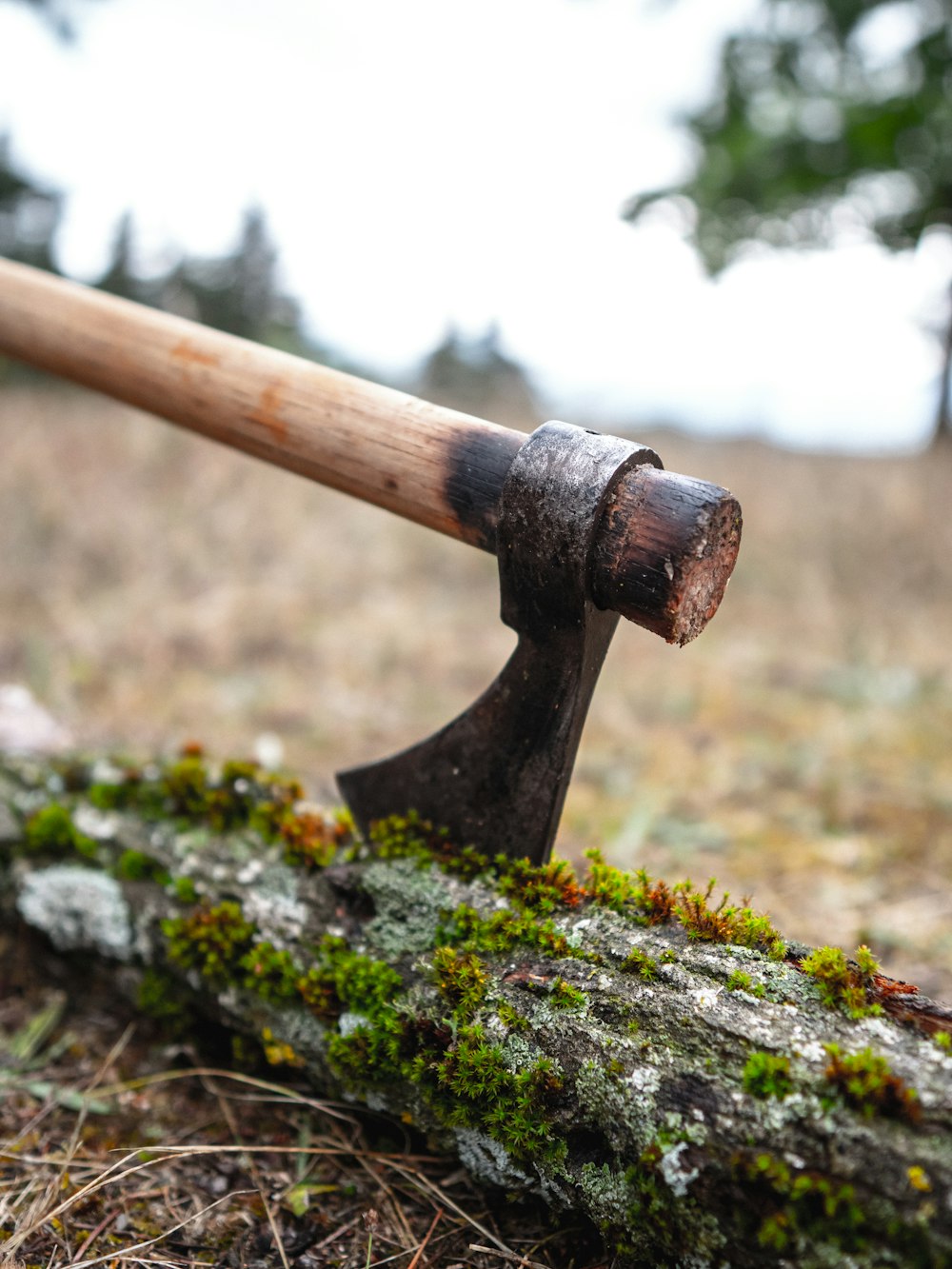 a tree branch with moss growing on it