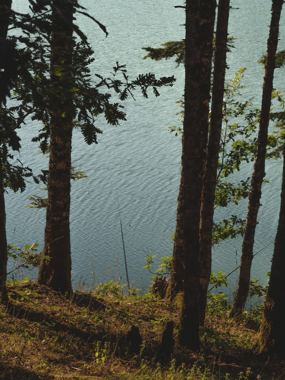 a body of water with trees around it