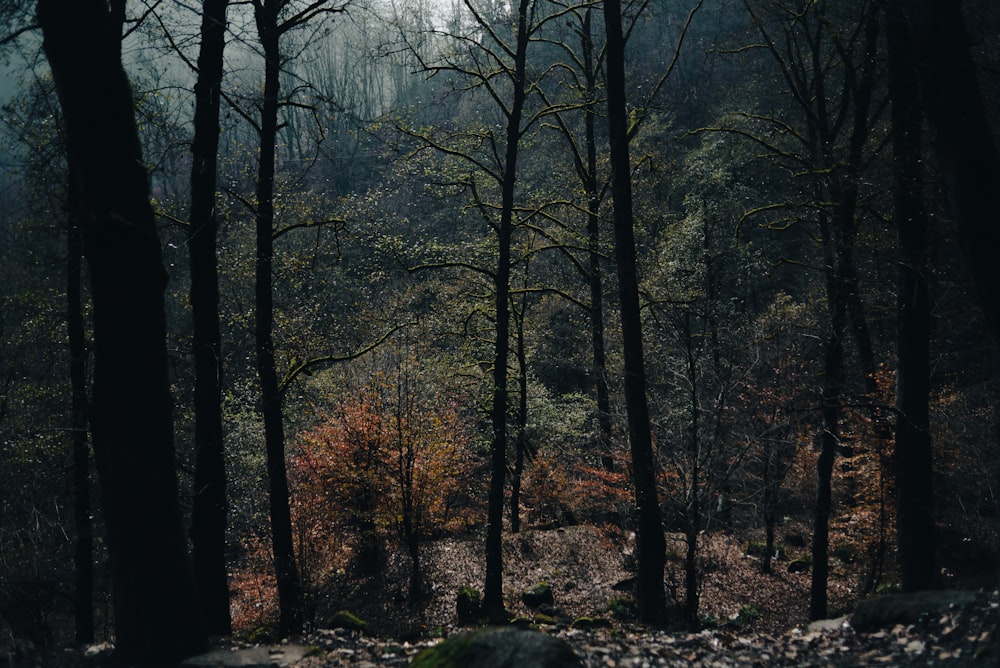 a forest with trees