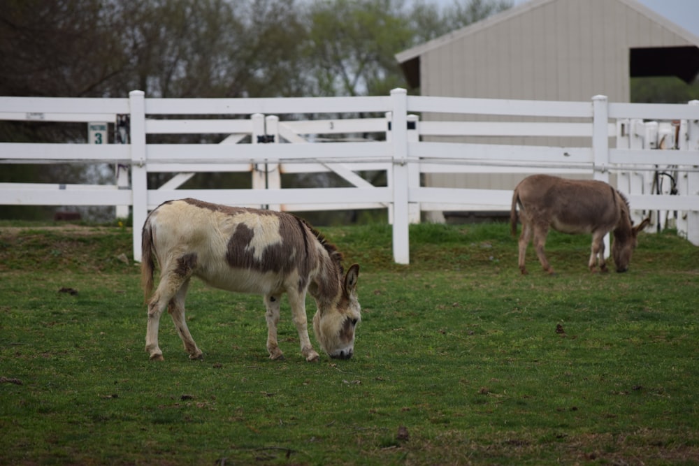 um grupo de cavalos em um cercado no pasto