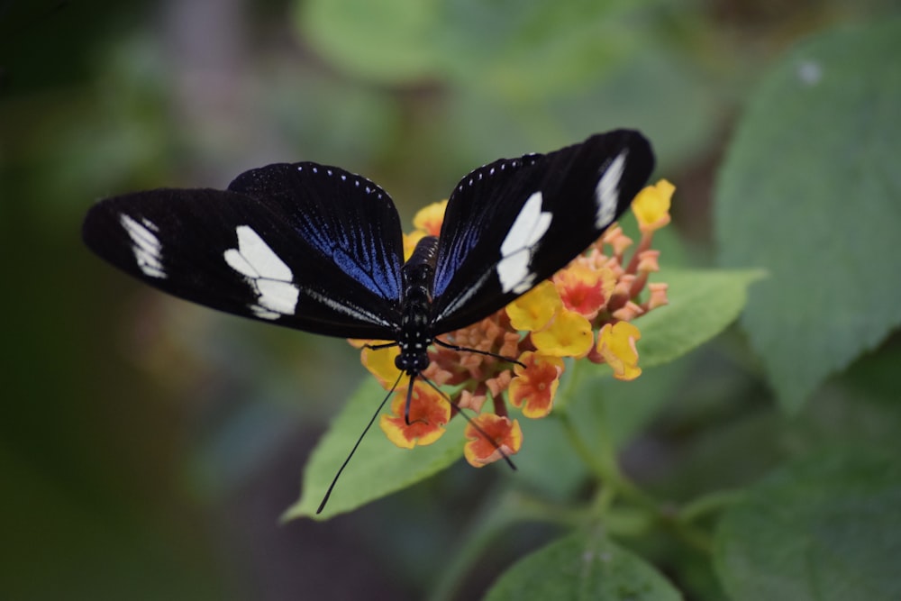 una mariposa en una flor