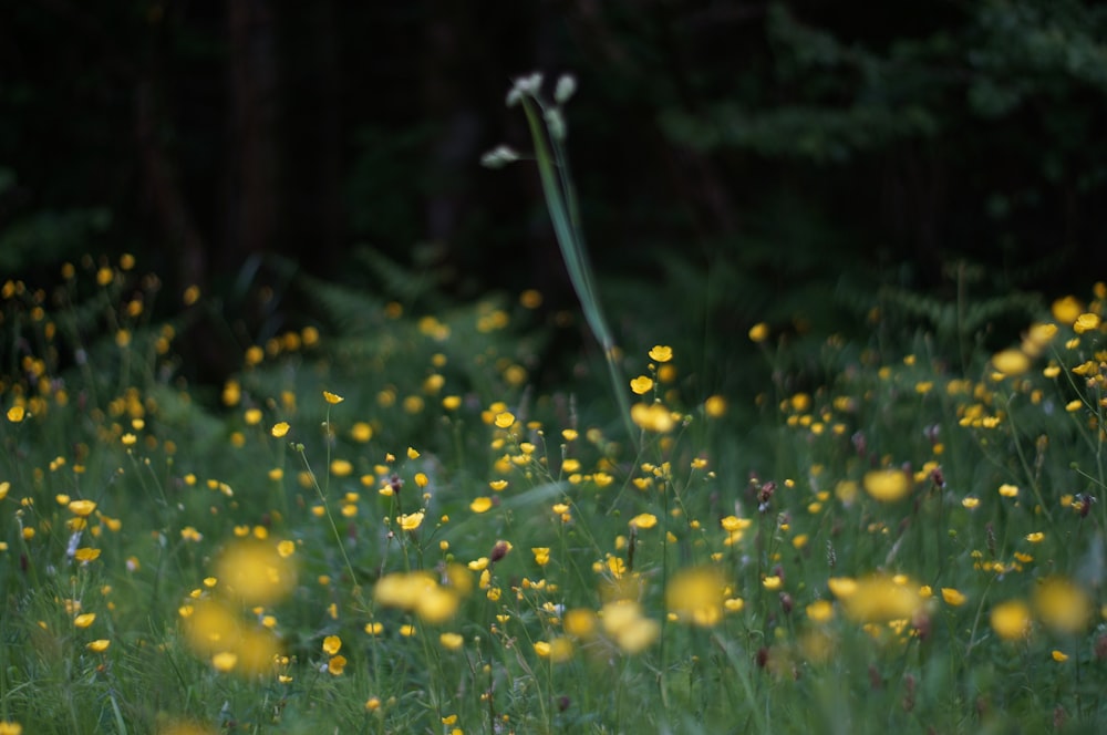 a green stem in a field of yellow flowers