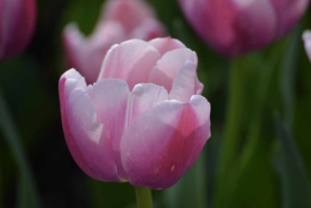 a close up of a flower