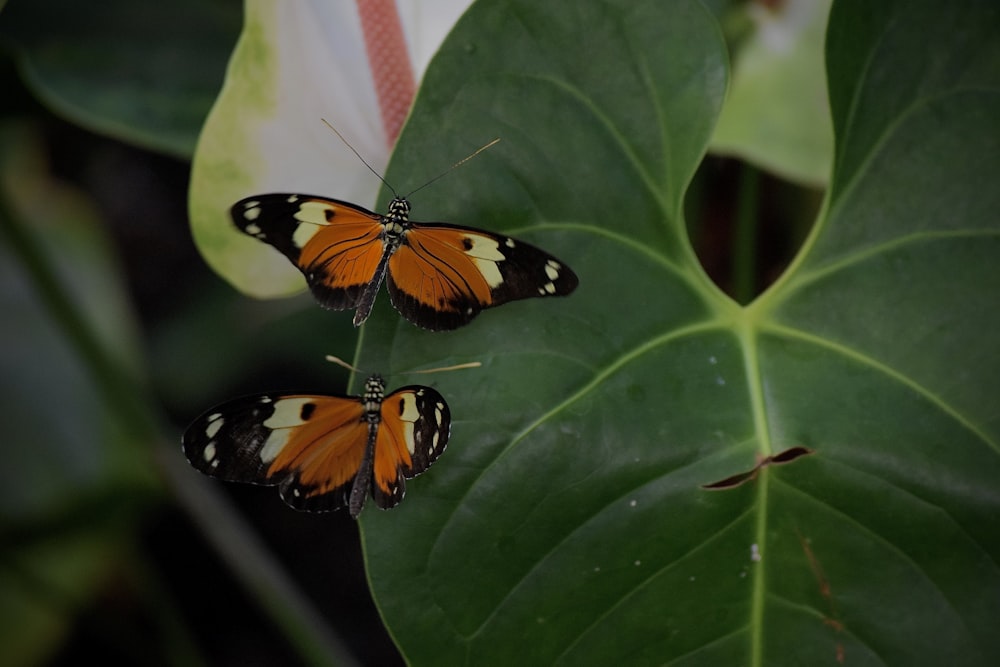 Un par de mariposas en una hoja