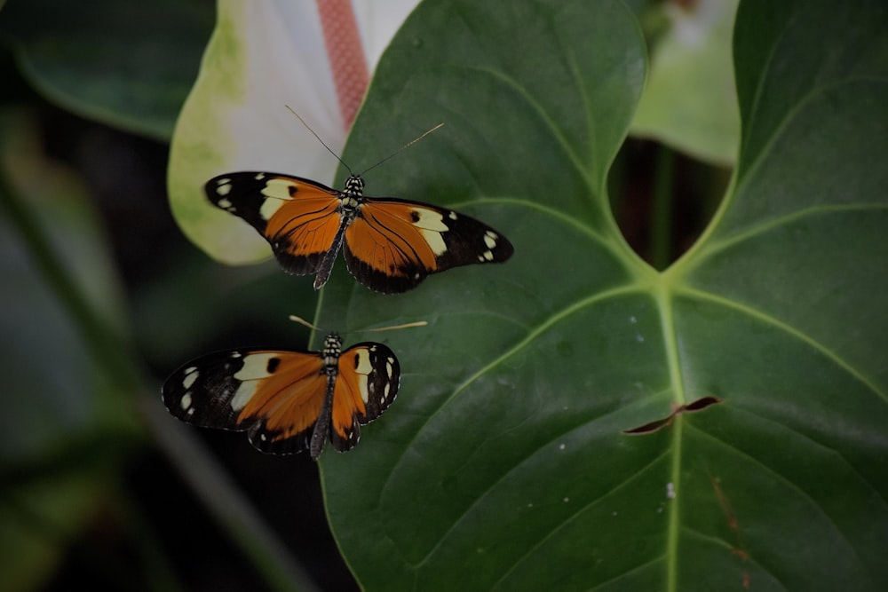 a couple of butterflies on a leaf