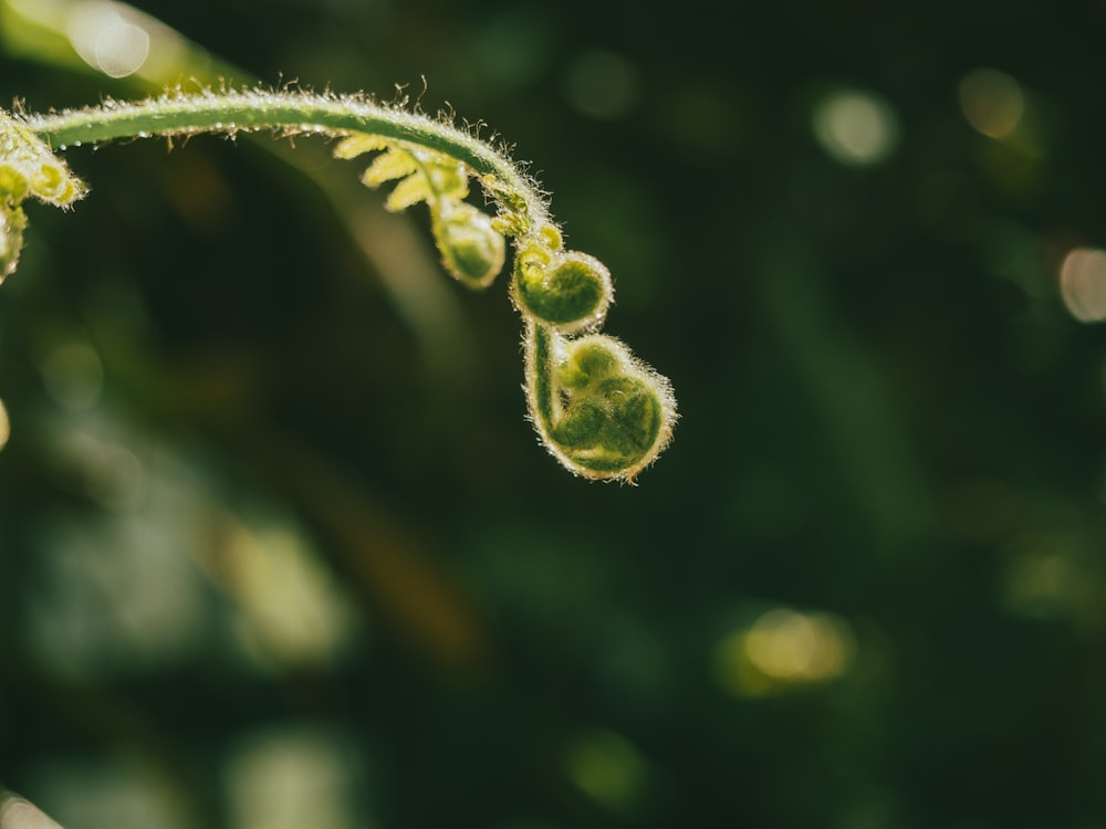 Un primer plano de una planta