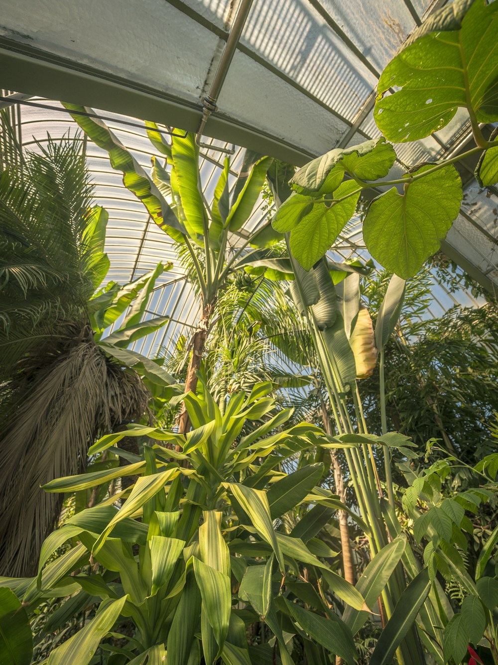 a group of plants in a room